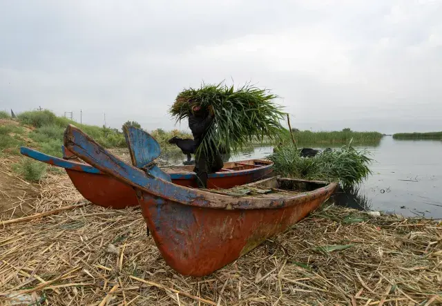 Man carrying reeds in the marshes